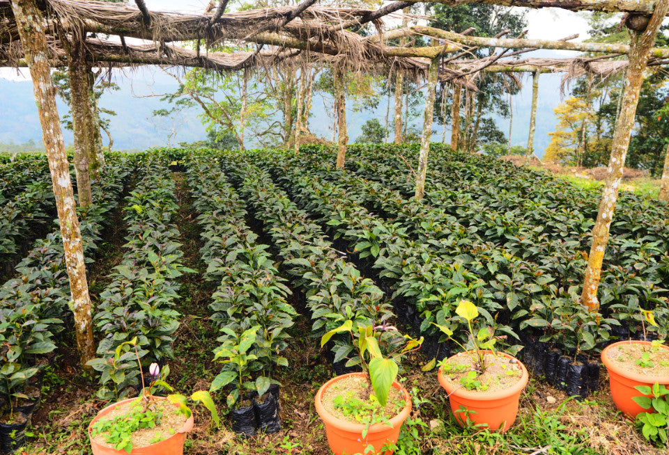 fairtrade coffee plantations
