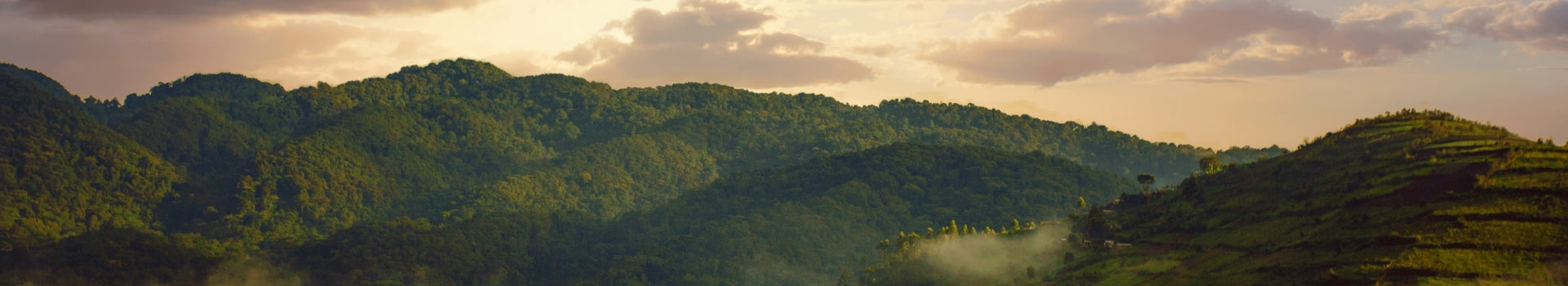 banner-image