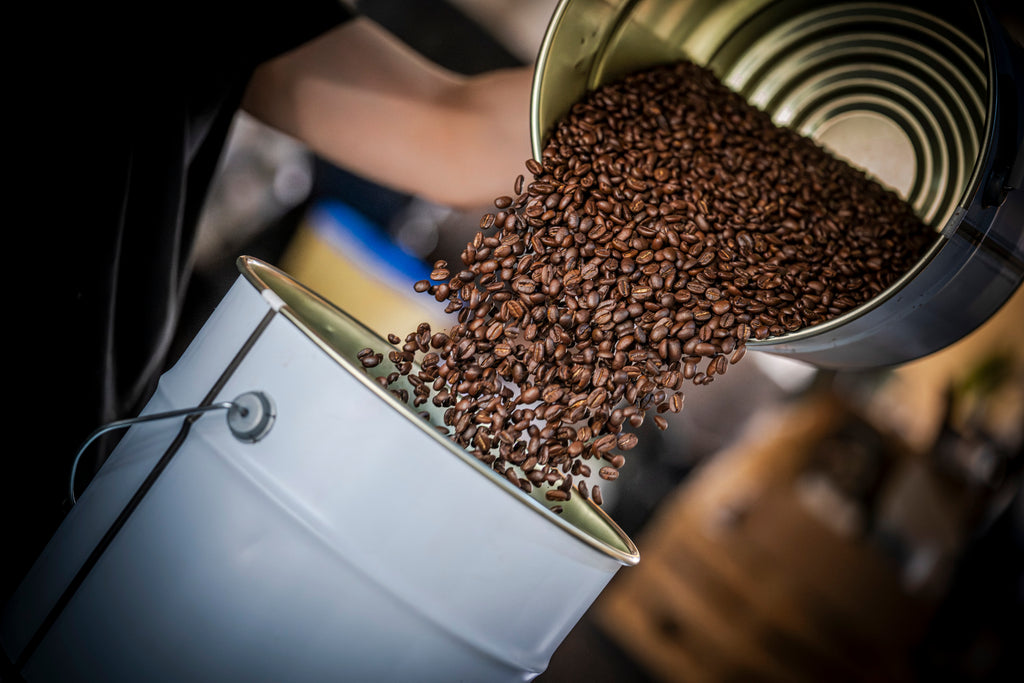 freshly roasted coffee beans being transferred into a bucket